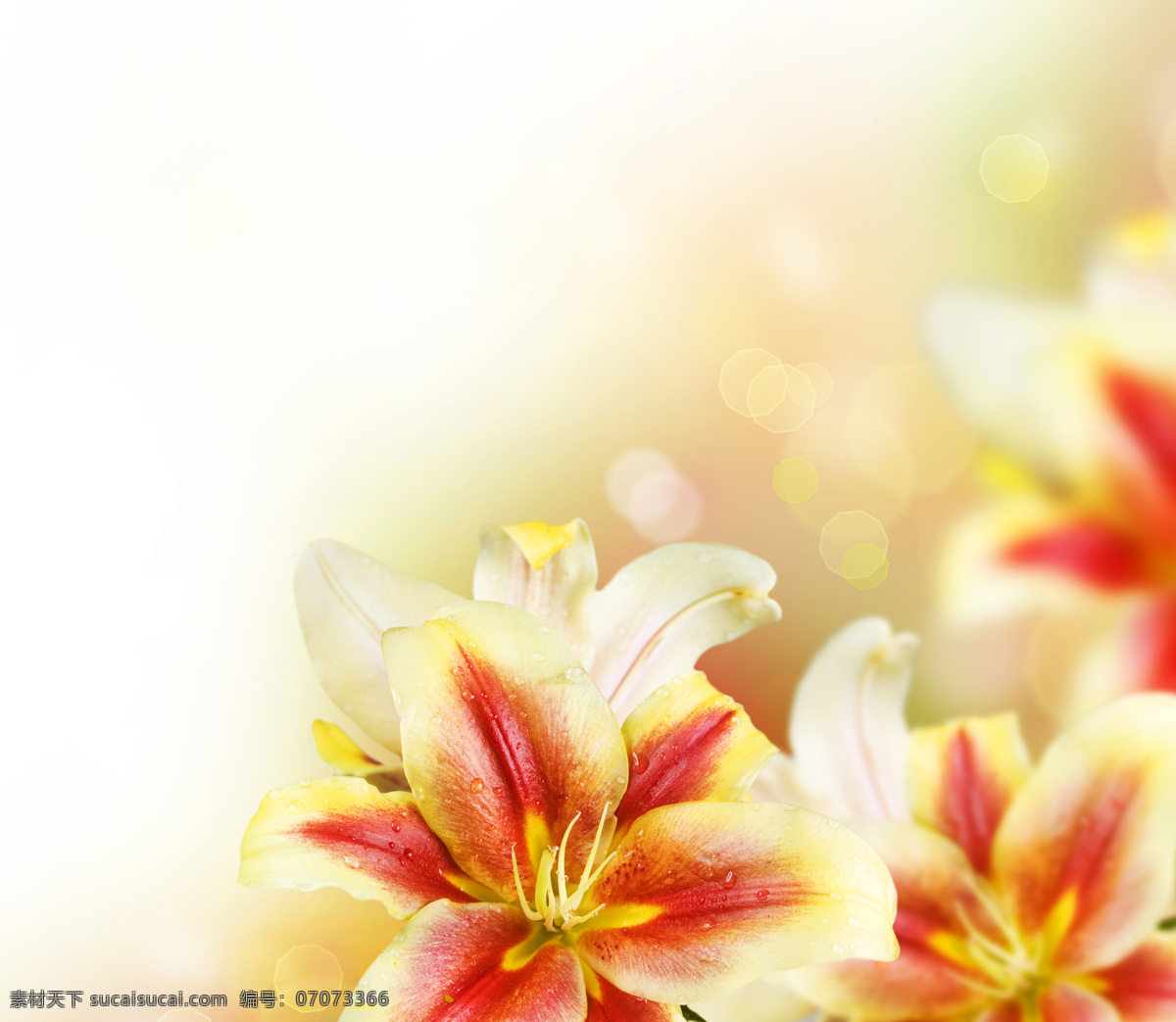 梦幻 鲜花 背景 梦幻光斑 鲜花背景 春天花朵 鲜花背景边框 鲜花底纹背景 花草树木 生物世界