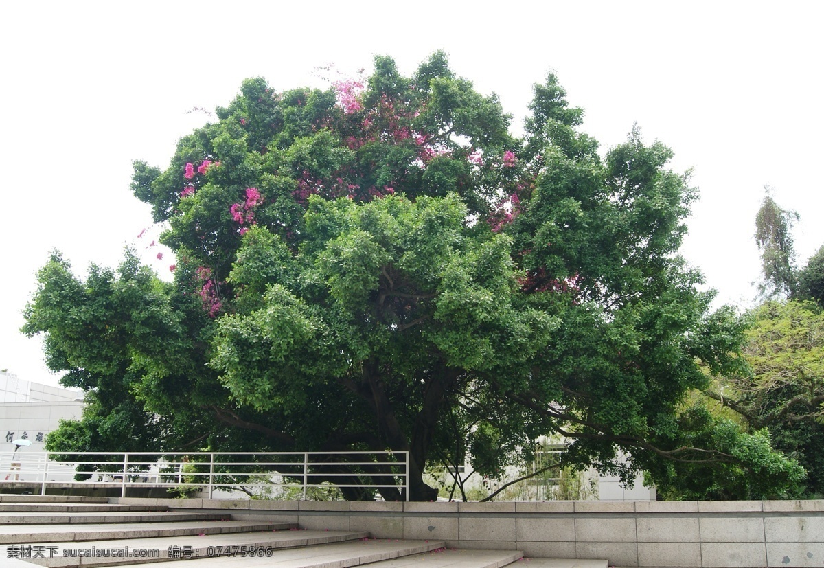 景观 树 春季 春天 红色 花树 景观树 绿色 生物世界 迎春而放 鲜花 树木树叶 psd源文件