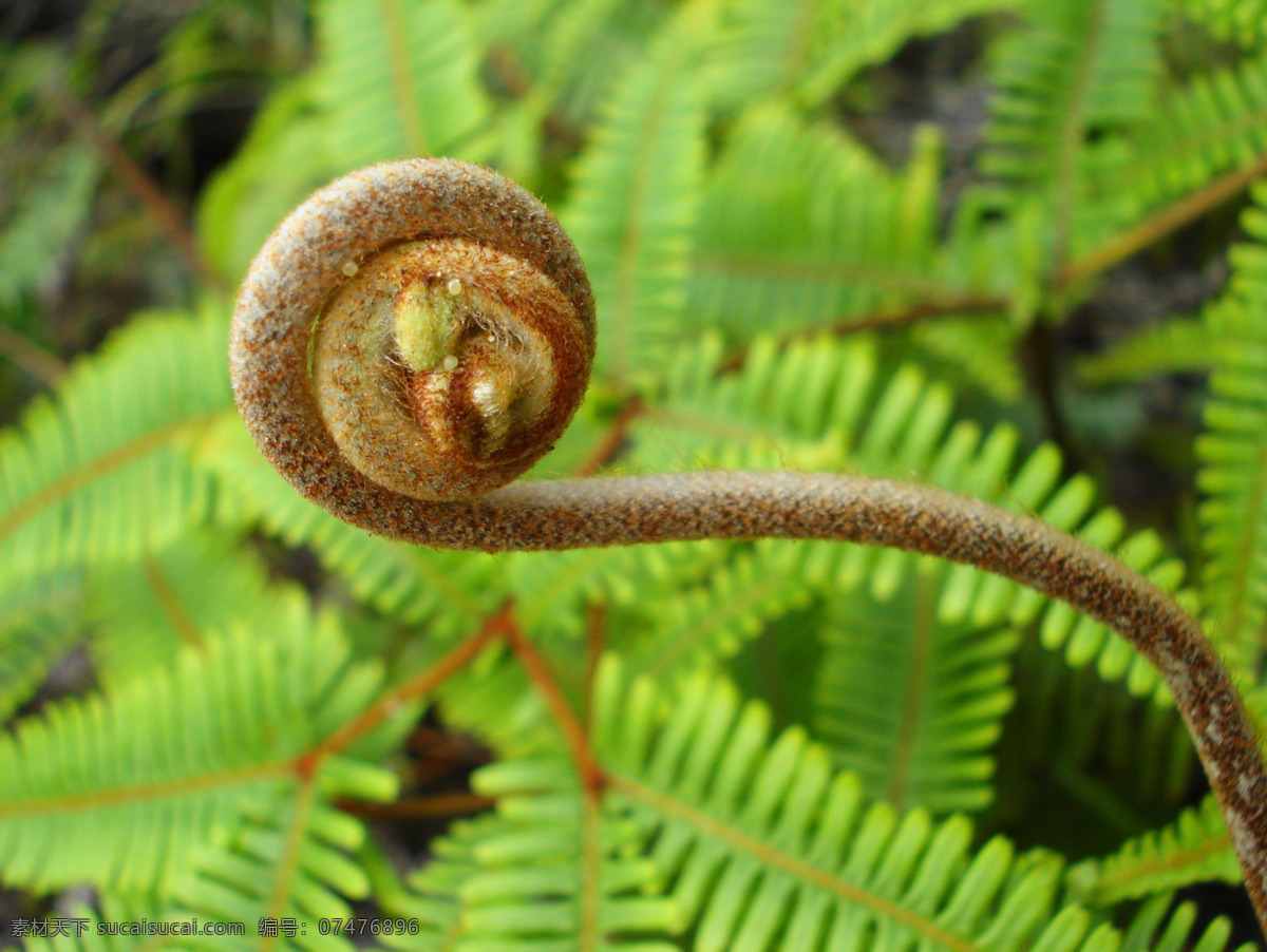 蕨菜 生物 植物 印象 写意 春天 蕨 生机 树木树叶 生物世界