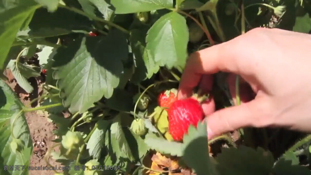 地里 摘 新鲜 草莓 人 实拍 视频 在地里 植物 果实
