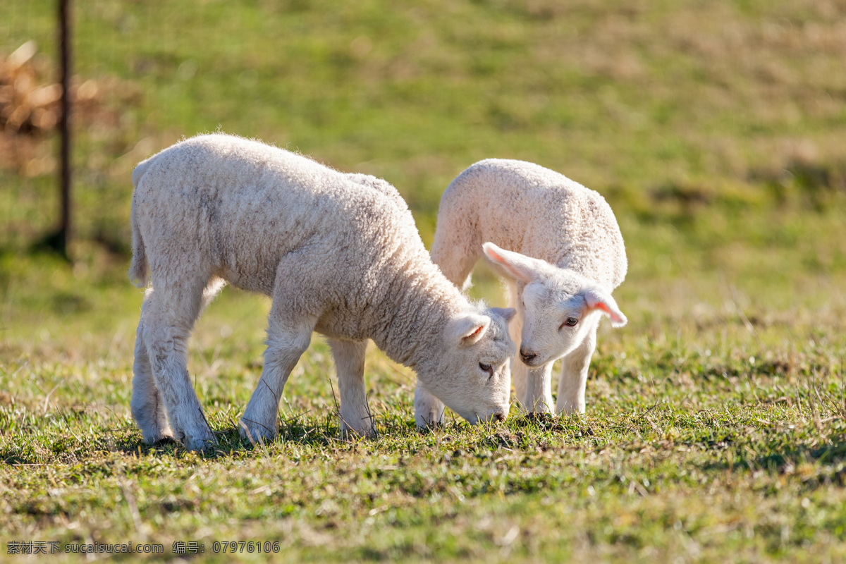 两 只 可爱 小绵羊 草地上的 家畜 两只可爱 的小绵羊 家禽家畜 生物世界