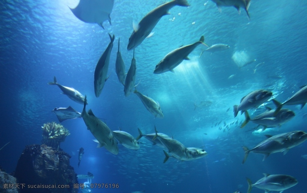 鱼图片 鱼 海底世界 海洋生物 鱼类 小丑鱼 狮子鱼 八宝鱼 鳐鱼 带鱼 斗鱼 海鱼 彩色的鱼 鲨鱼 小鲨鱼 珊瑚 水母 金鱼 鲤鱼 锦鲤 鱼塘 生物世界