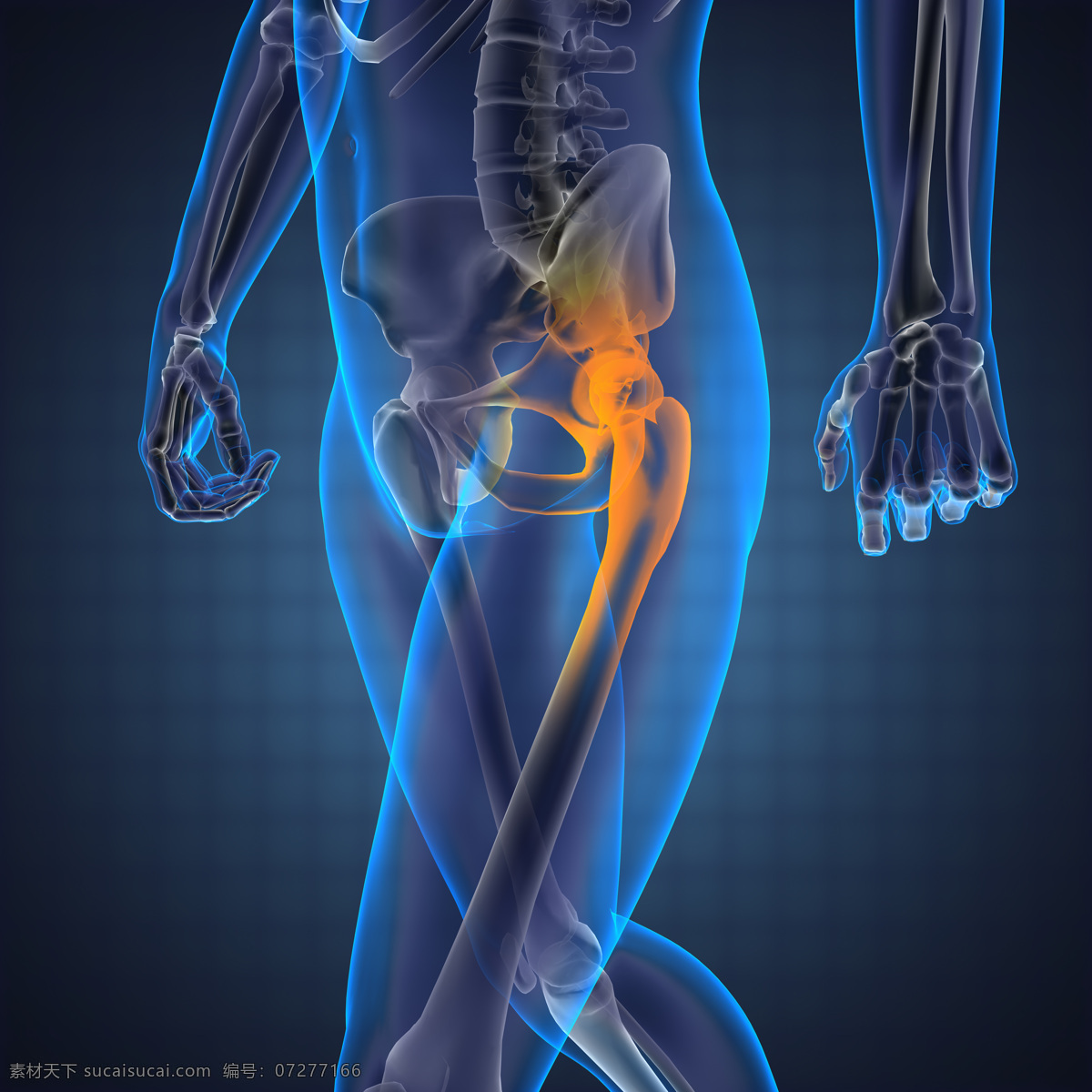 人体 骨骼 ct 坐骨神经 男性人体器官 人体器官 医学 医疗科学 人体器官图 人物图片