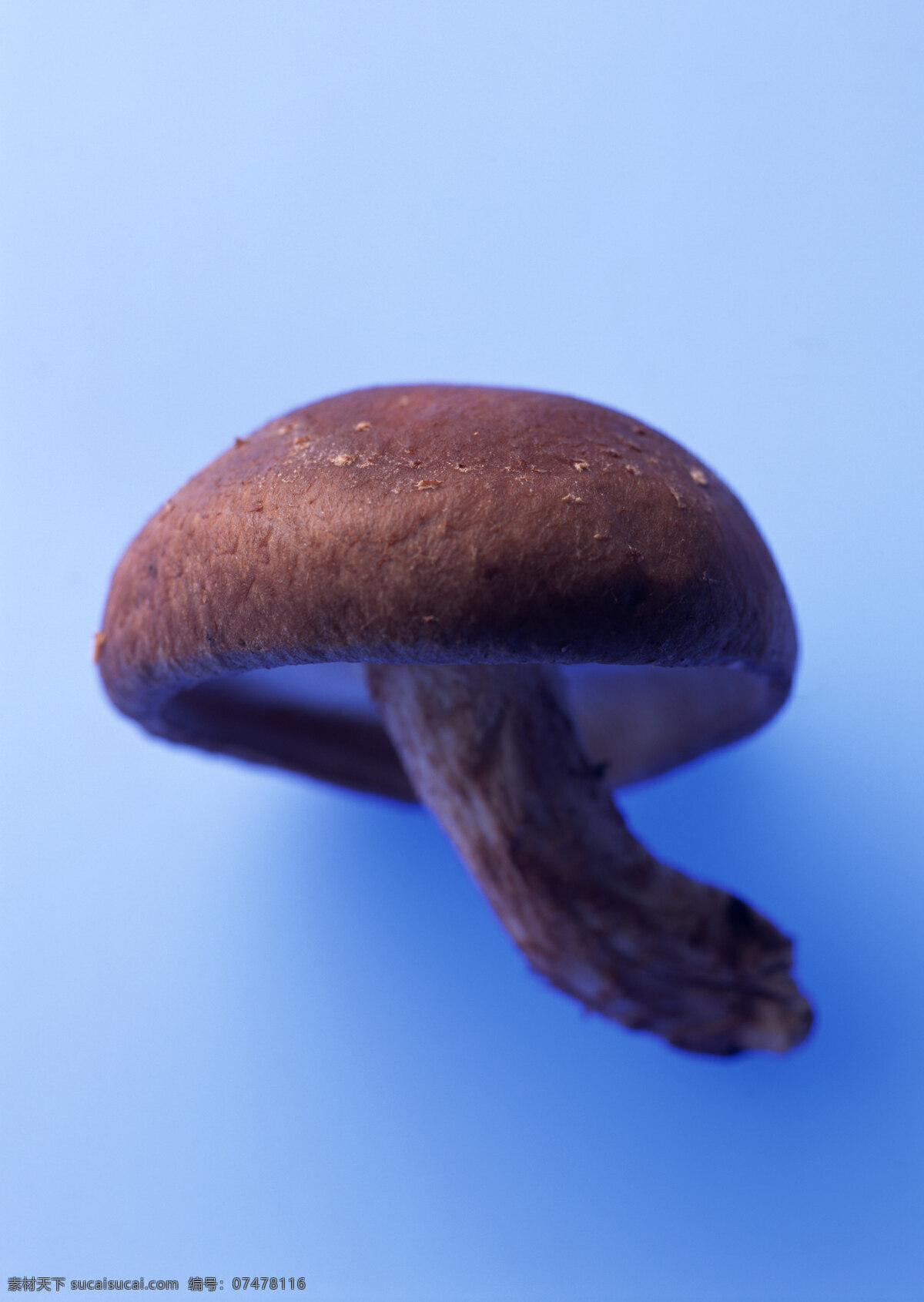 新鲜 蘑菇 新鲜蔬菜 菌 摄影图 高清图片 蘑菇图片 餐饮美食