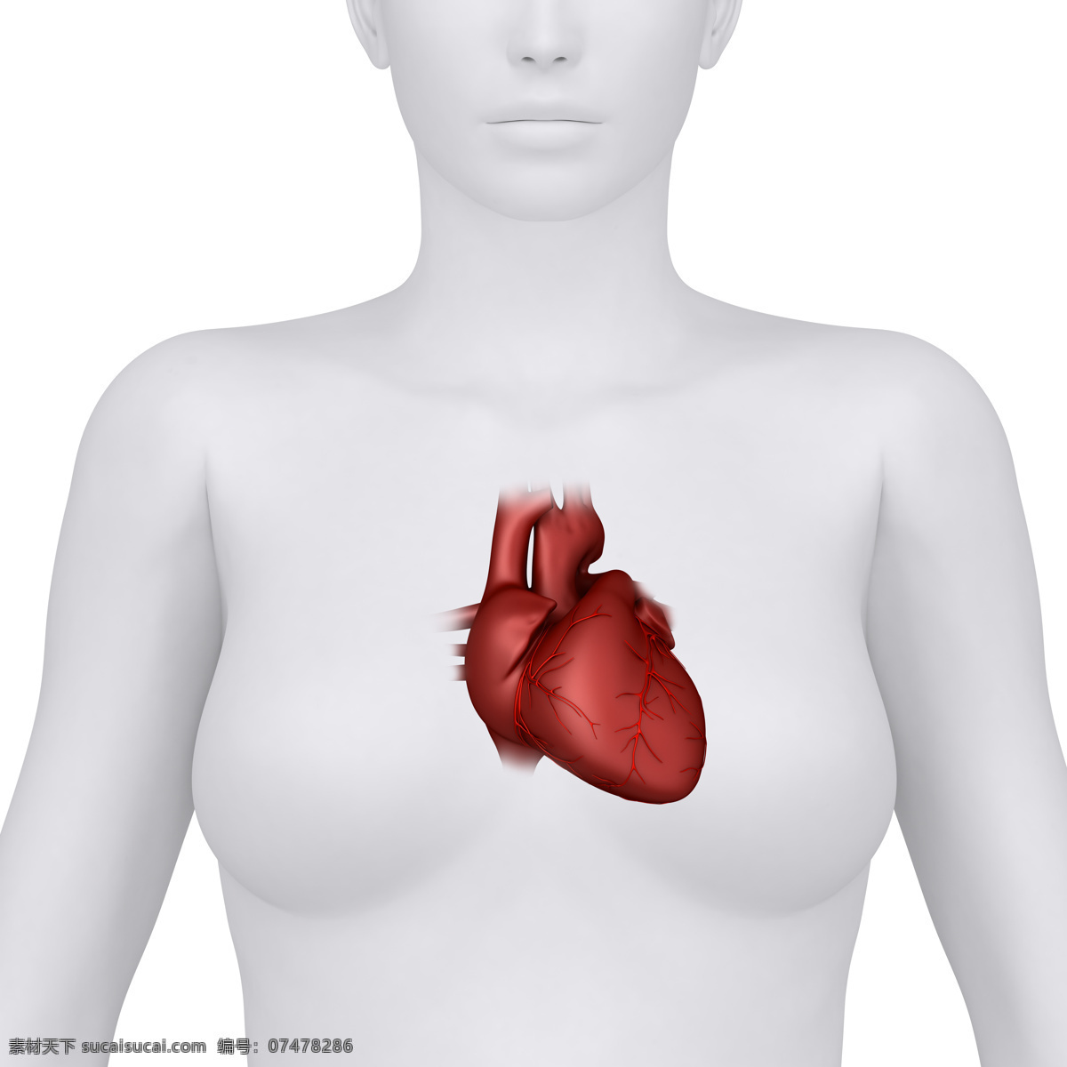 女性 人体 心脏 器官 女性器官 心脏器官 人体器官 医疗科学 医学 人体器官图 人物图片