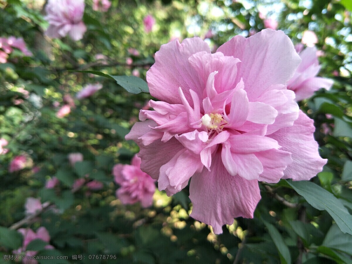 木槿花 粉色 花朵 花草 鲜花 花瓣 盛开 植物 绿叶 生物世界 花卉