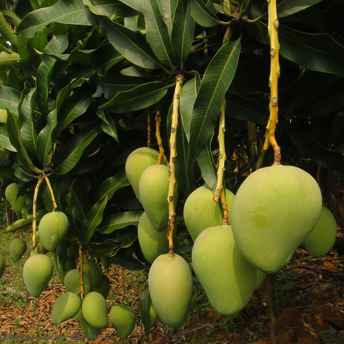 芒果丰收 百色 农业 芒果 丰收 景象 水果 生物世界