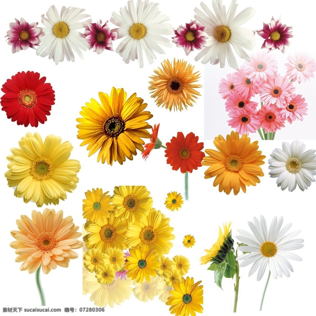 菊花 花卉 植物 菊花集 黄菊花 红菊花 白菊花 花草 树木 生物世界 白色