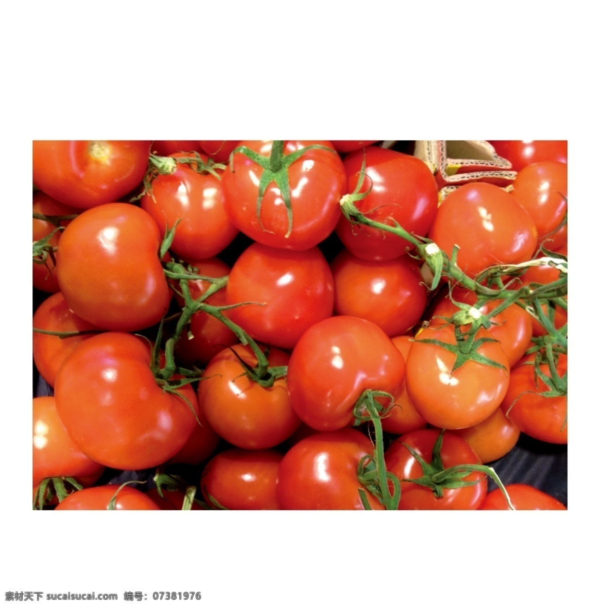 西红柿 番茄 厨房食物 植物 美食 蔬菜 有机食物 生物世界