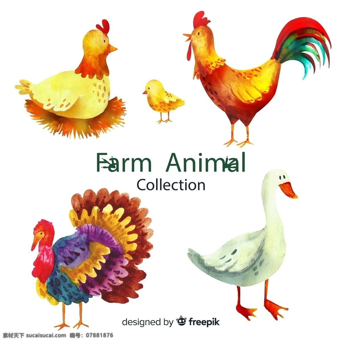 彩绘 农场 动物图片 母鸡 公鸡 小鸡 火鸡 白鹅 矢量 高清图片