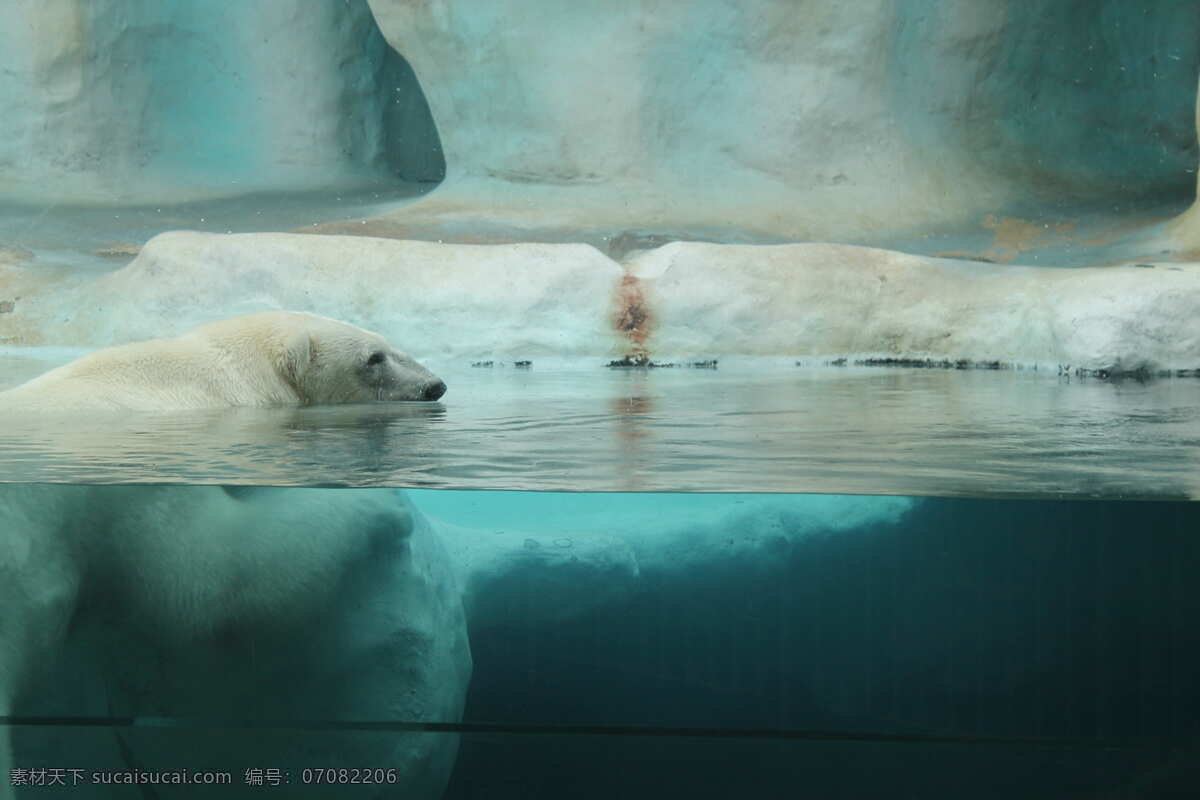 北极熊白熊 北极熊 北极 野生动物 雪 野生 肉食动物 白熊加拿大 俄罗斯 美国 阿拉斯加 格陵兰岛 拍照 照片 拍摄 壁纸 高清 特写 熊 小白熊 动物 极地 拉布拉多 勘察加 北极圈 北冰洋 大不列颠 北西伯利亚 西伯利亚 动物园 野生北极熊 野生白熊 生物世界