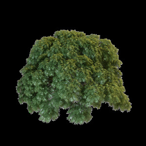 3d 树 模型 max9 不规则 室外 植物 有贴图 针叶 茂盛 3d模型素材 家具模型