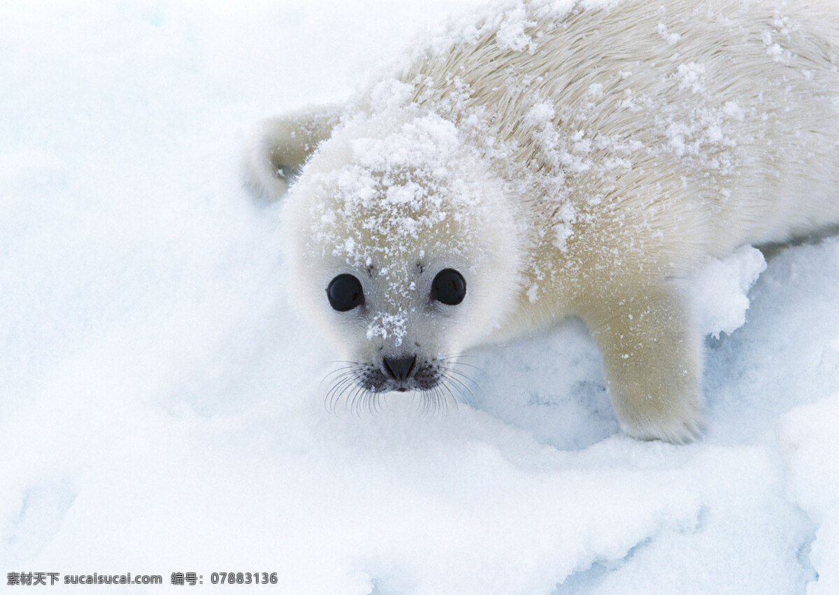 雪地 上 海豹 动物世界 生物世界 白雪 海狮 水中生物