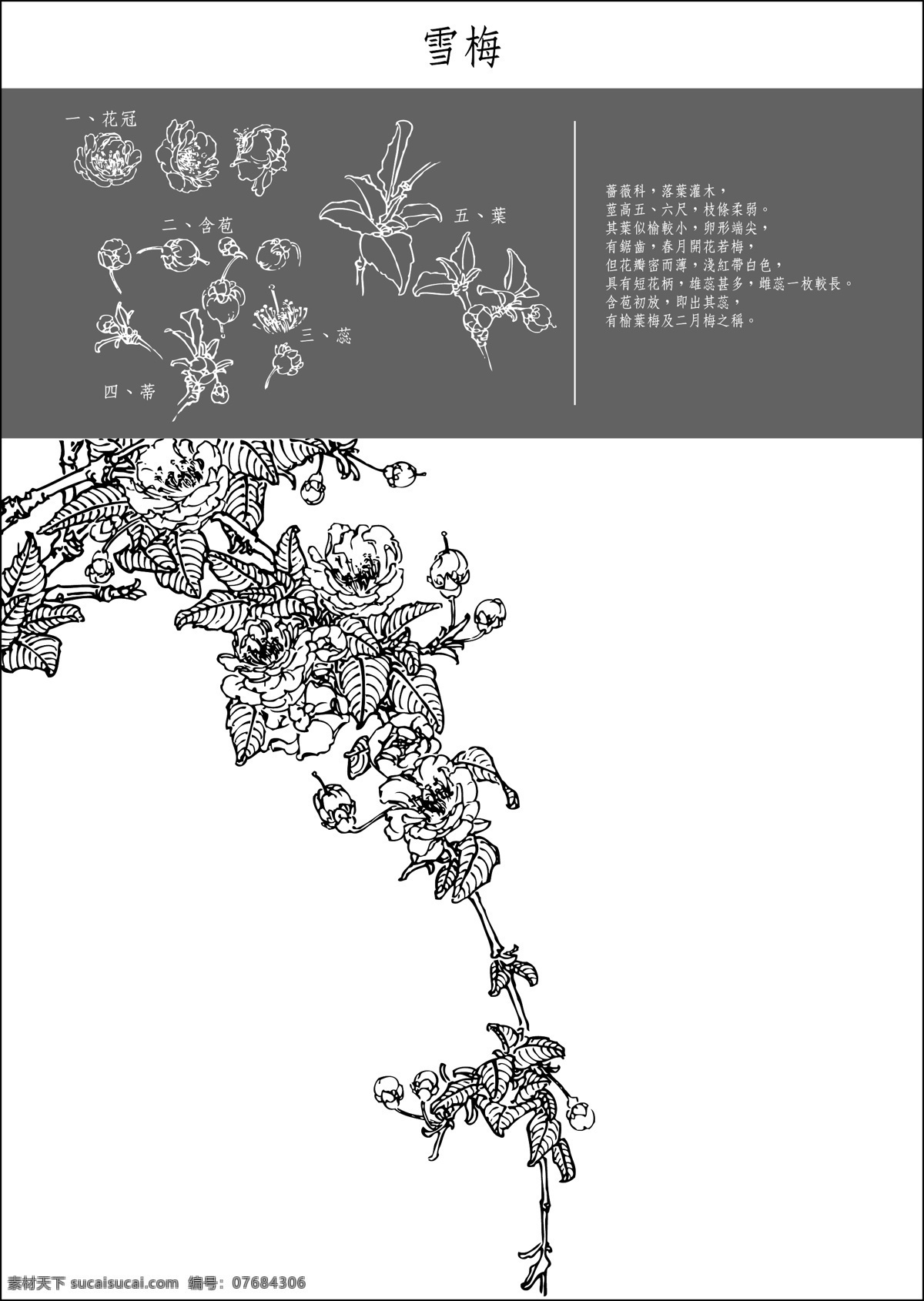 矢量 白描 雪梅 底纹 花纹 矢量图 花纹花边