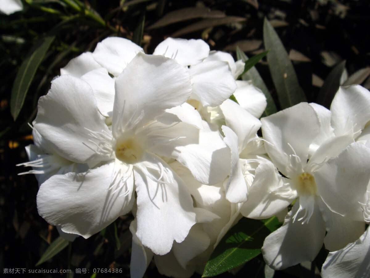 兰 爽 竹 桃 白花 花草 花蕾 绿叶 生物世界 兰爽竹桃 白色花心 矢量图 日常生活