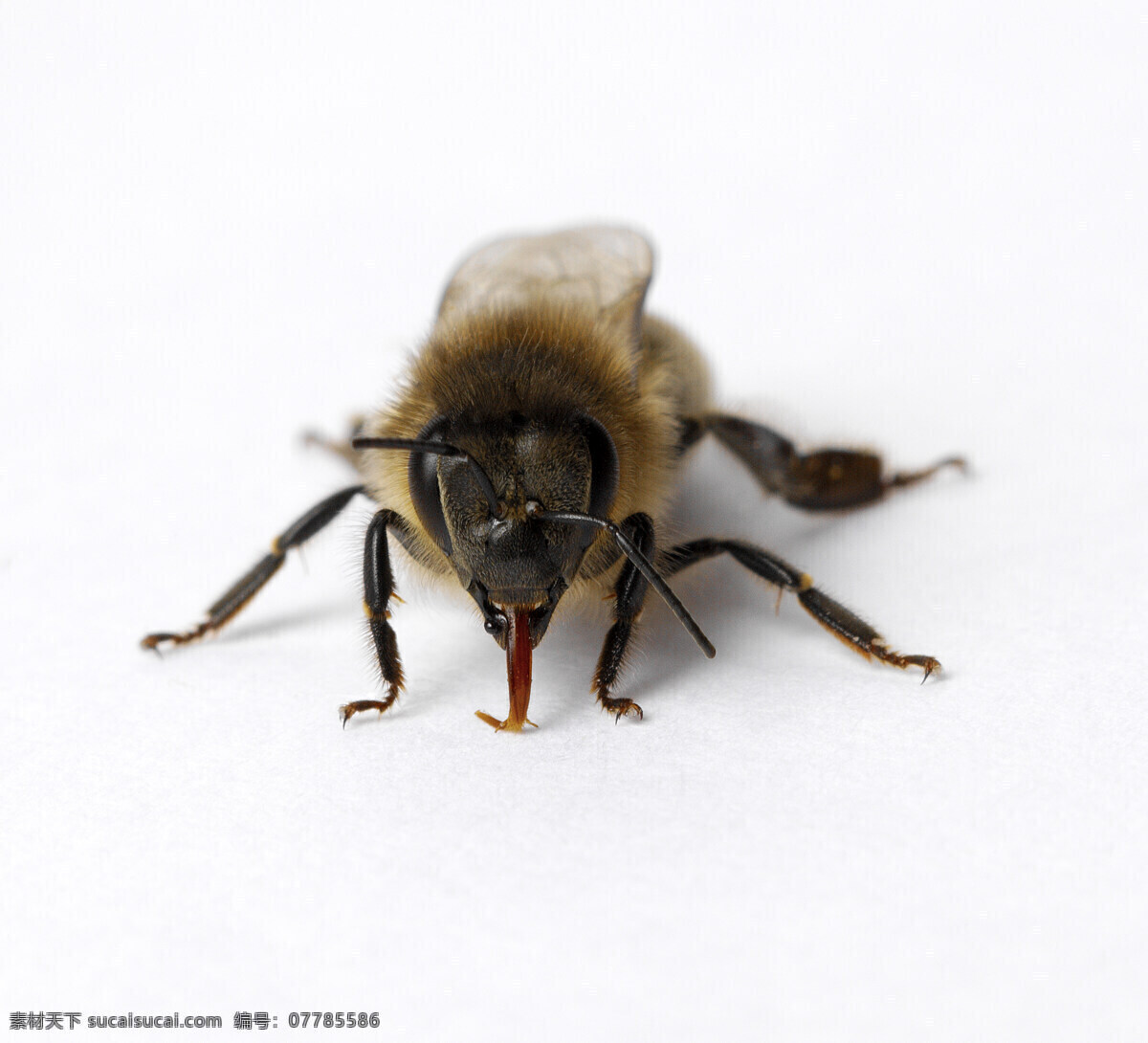 蜜蜂 群居昆蟲 蜂后 工蜂 雄蜂 昆虫 生物世界 白色
