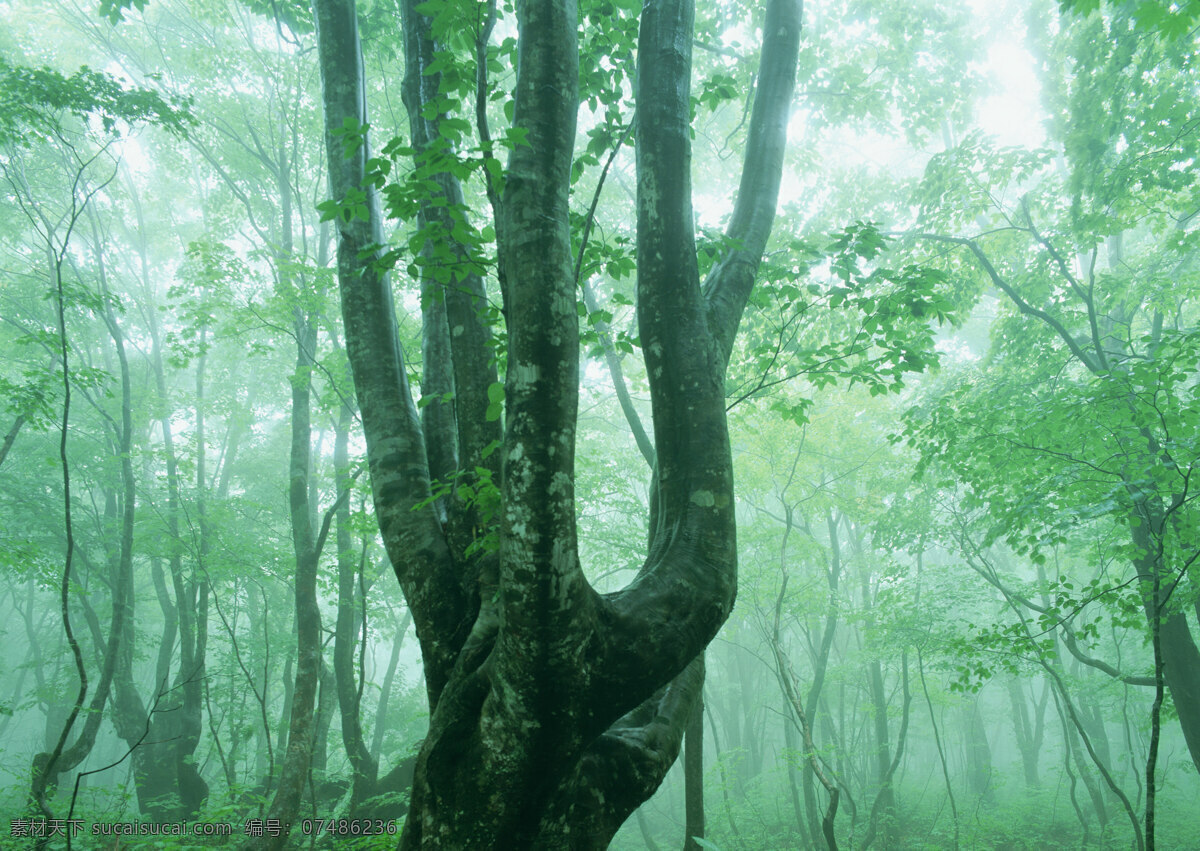 树林图片 森林树木 树林风景图片 树林高清图片 树木树叶 植物素材 生物世界 高清图片 花草树木