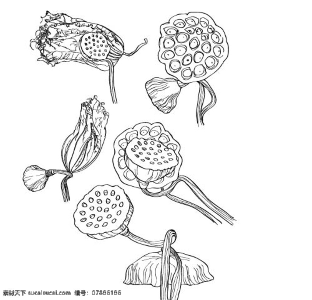 速写莲 莲 莲藕 荷花 手绘 速写 线稿 植物 线条画 底纹 花纹 藕线条 条纹线条 底纹边框