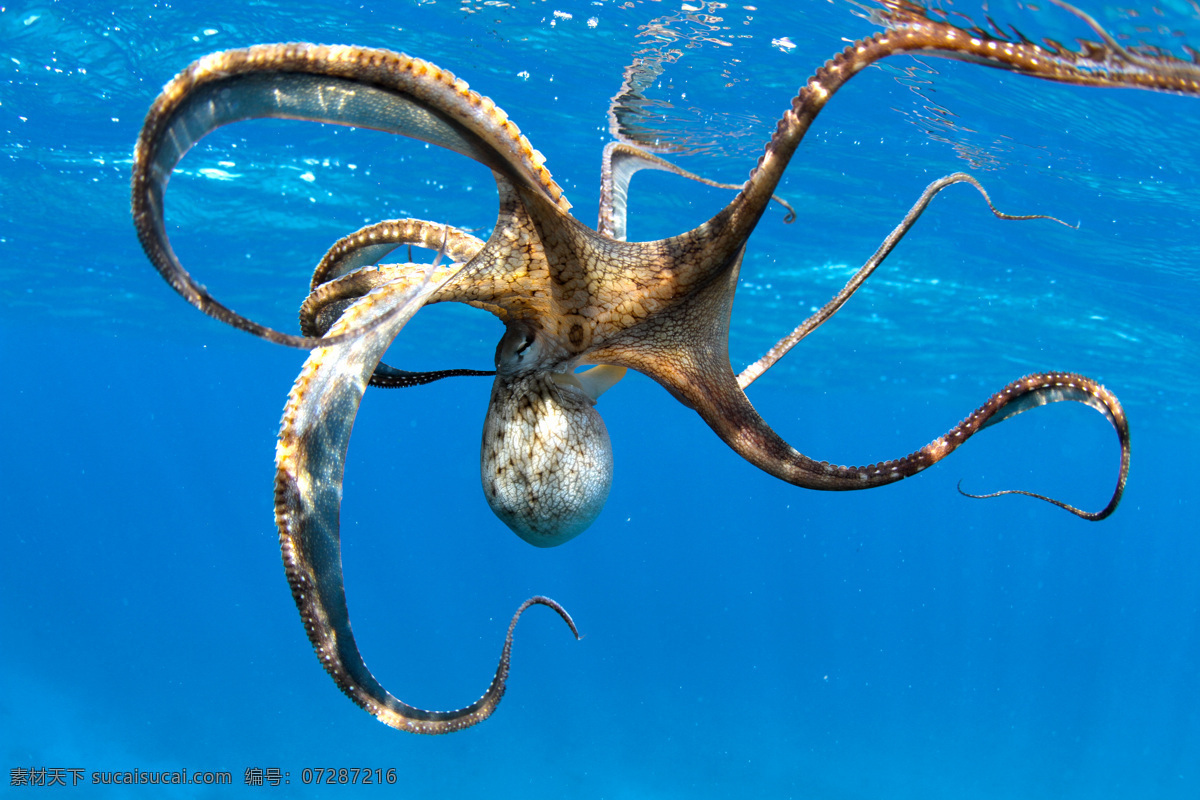 章鱼 乌贼 海洋生物 海鲜 海底生物 生物世界