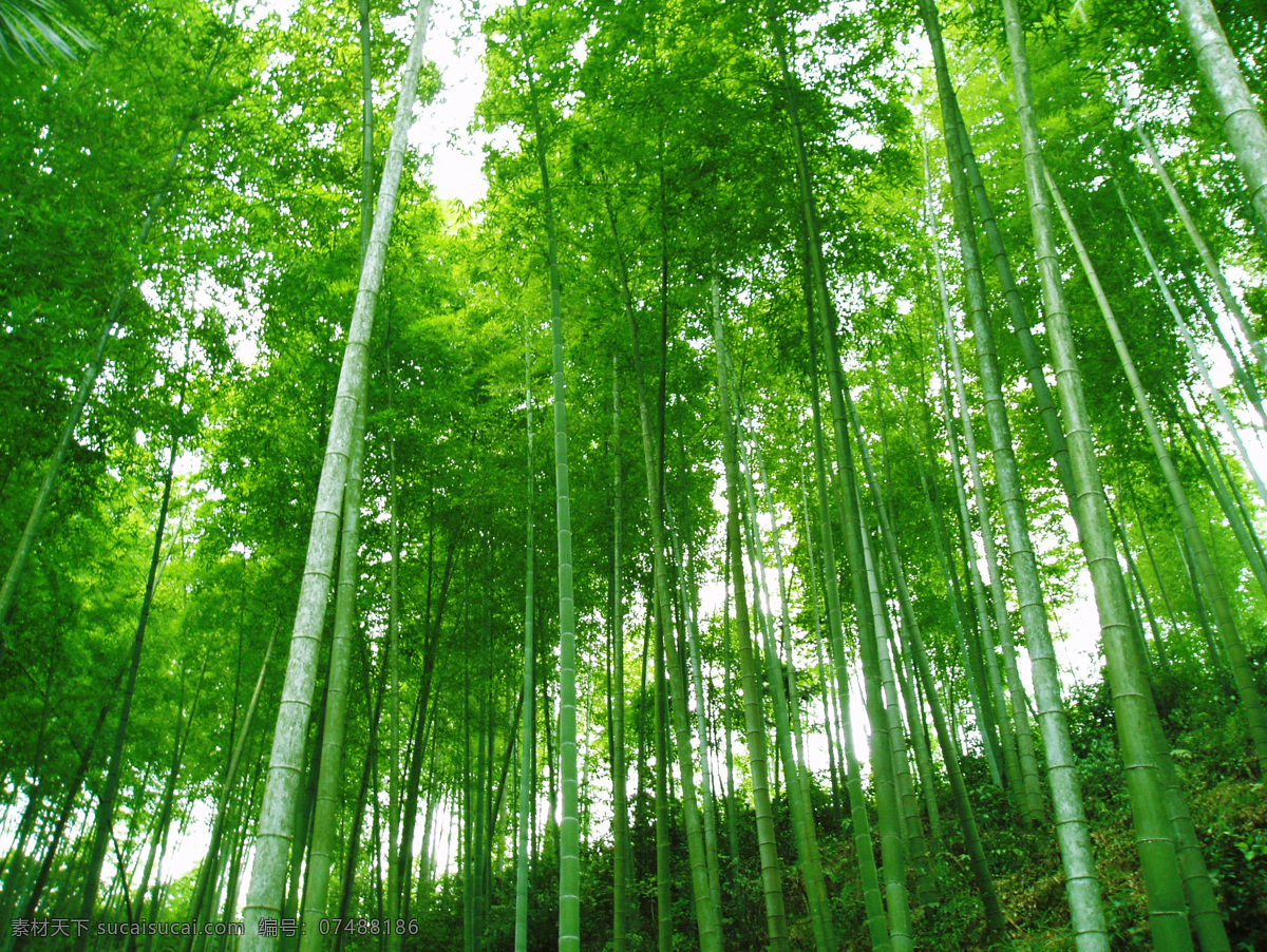 竹林 竹子 竹海 翠竹 绿竹 生物世界 树木树叶