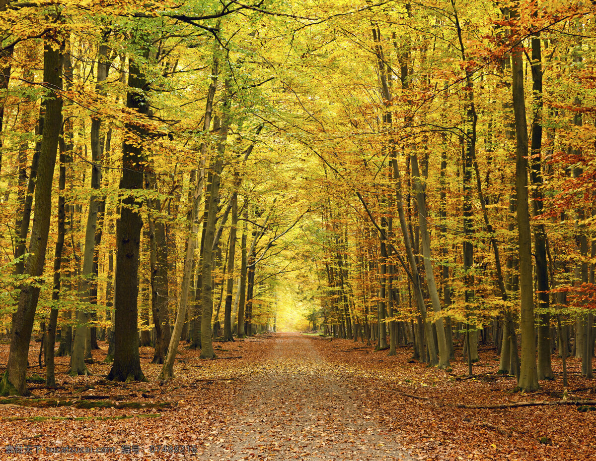 树林 树木 秋天 深秋 黄色 山路 山道 落叶 树木树叶 生物世界