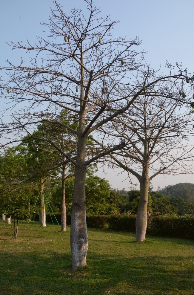 木棉树 木棉花 植物 公园 东莞植物园 风景摄影 旅游摄影 国内旅游