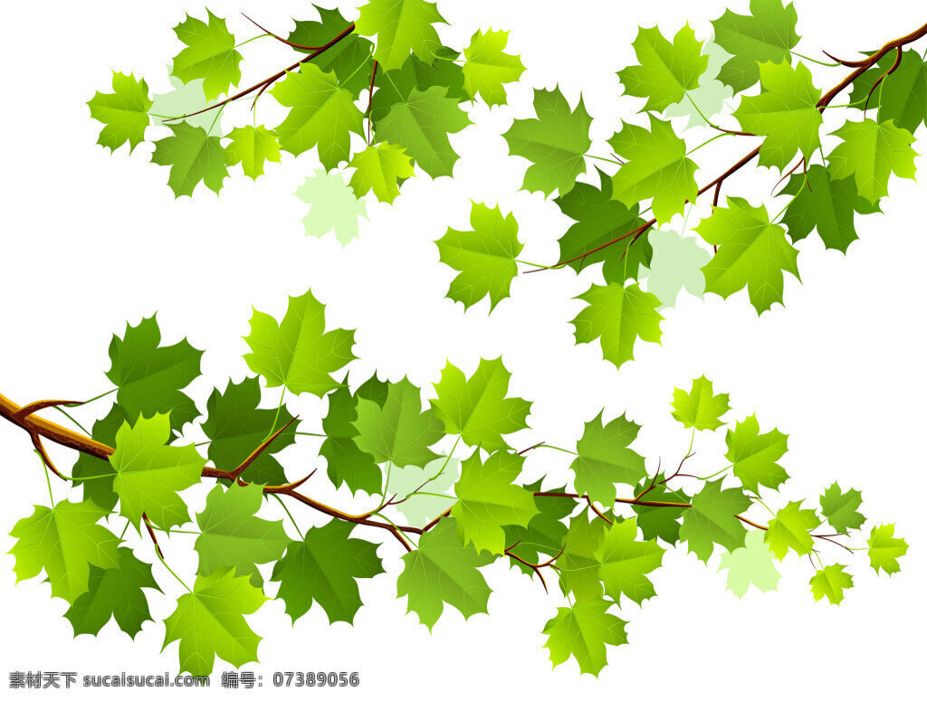 绿色 枫叶 矢量 彩色树叶 树叶素材 树叶 绿叶 青翠绿叶素材 春季 树木 卡通树叶 植物 点缀素材 矢量树叶 树木树叶 绿色叶子 一串树叶 白色