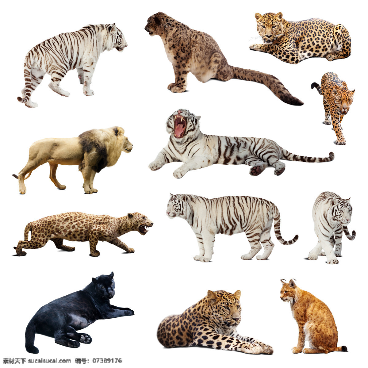 野生动物摄影 野生动物 动物世界 陆地动物 猛兽 老虎 豹子 动物摄影 生物世界 白色