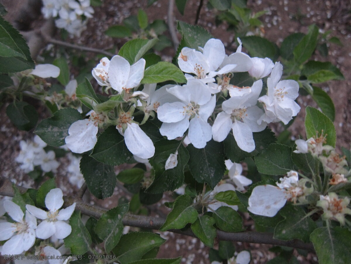 苹果花 特写 白色 花 簇拥 花草 生物世界 黑色