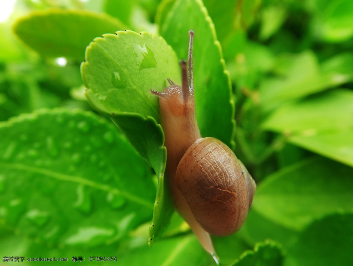 叶子上的蜗牛 蜗牛 雨后 叶子 绿叶 大蜗牛 昆虫 虫子 爬行 努力 奋斗 生物世界