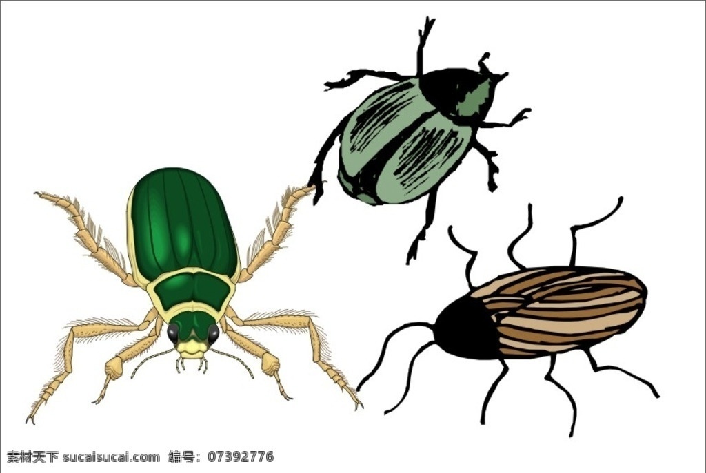 甲虫 金龟子 大甲虫 爬虫 虫子 昆虫 圣甲虫 甲壳虫 屎壳郎 蜣螂 屎克螂 生物世界