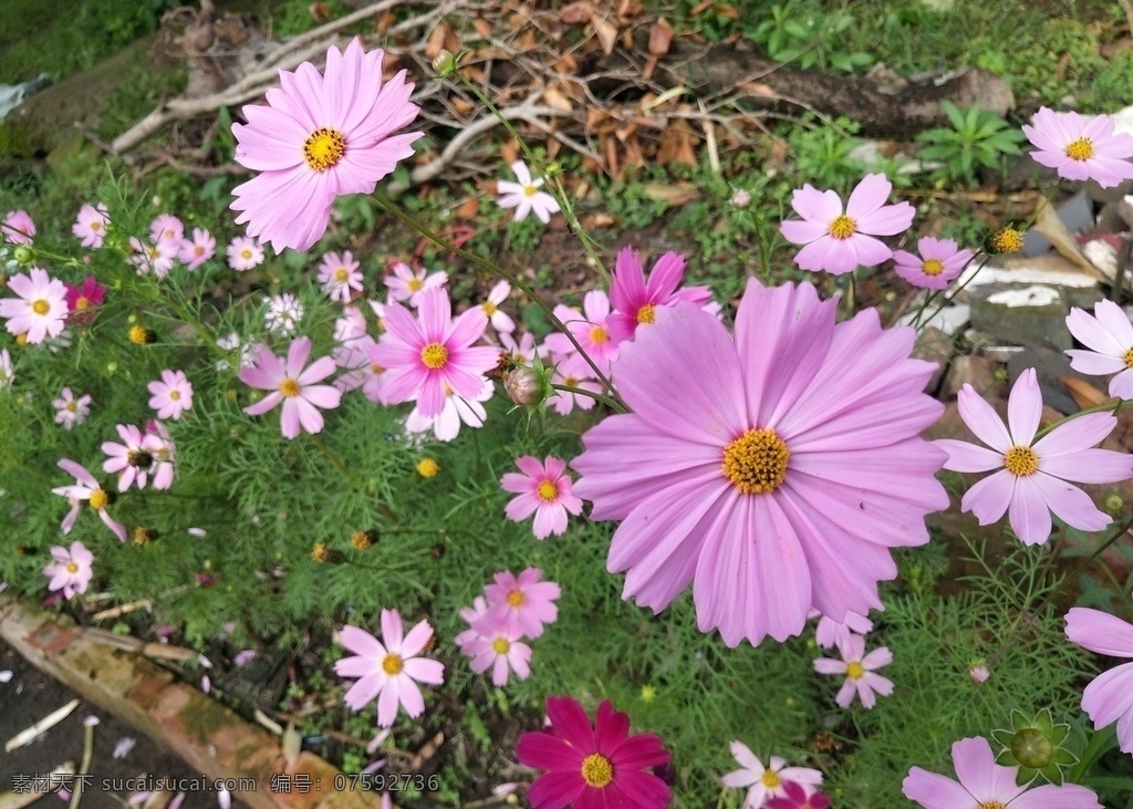 秋英 花 菊花 花朵 野花 花卉 植物 波斯菊 格桑花 花海 生物世界 花草