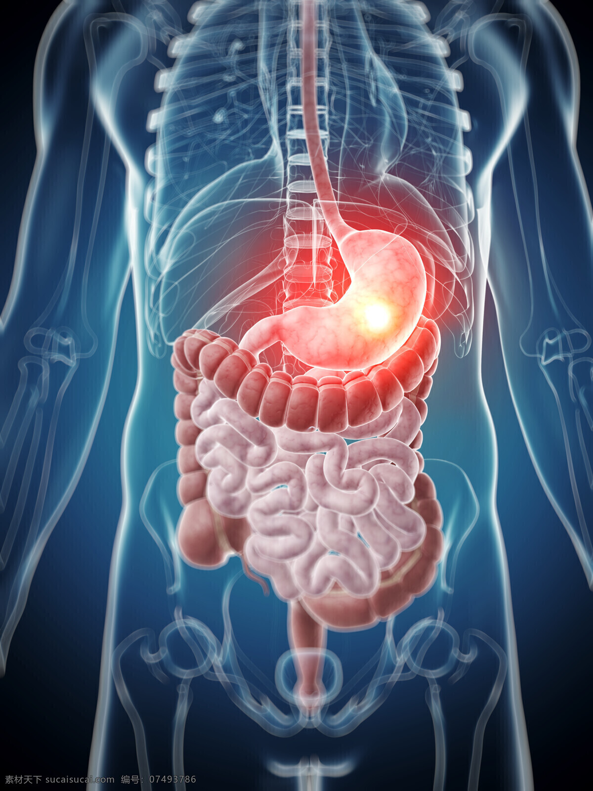消化系统 人体器官 胃部 大肠 人体 人体组织 人体结构 医学 医疗 科学 医疗护理 现代科技