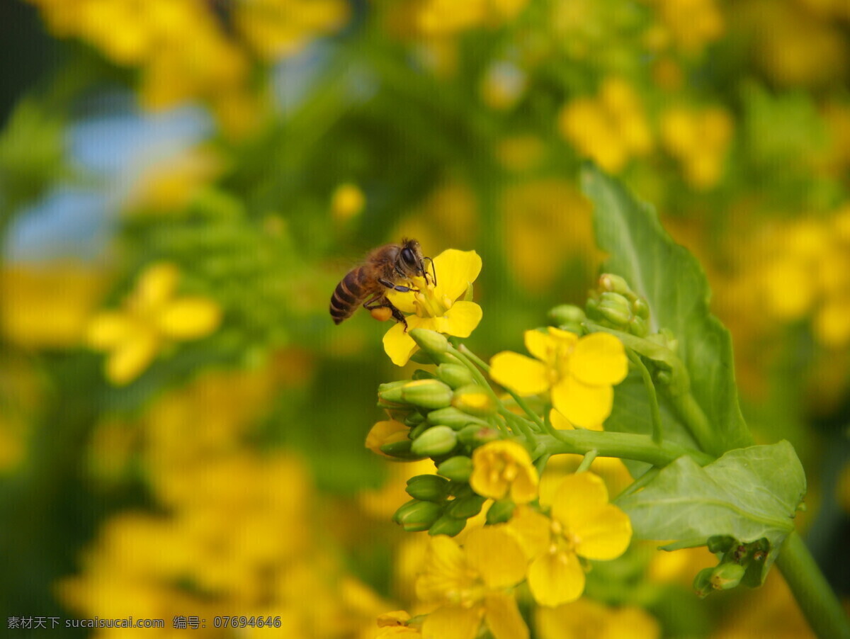 蜜蜂 采 蜜 蜂蜜 昆虫 蜜蜂采蜜 生物世界 油菜花 采蜜 黄