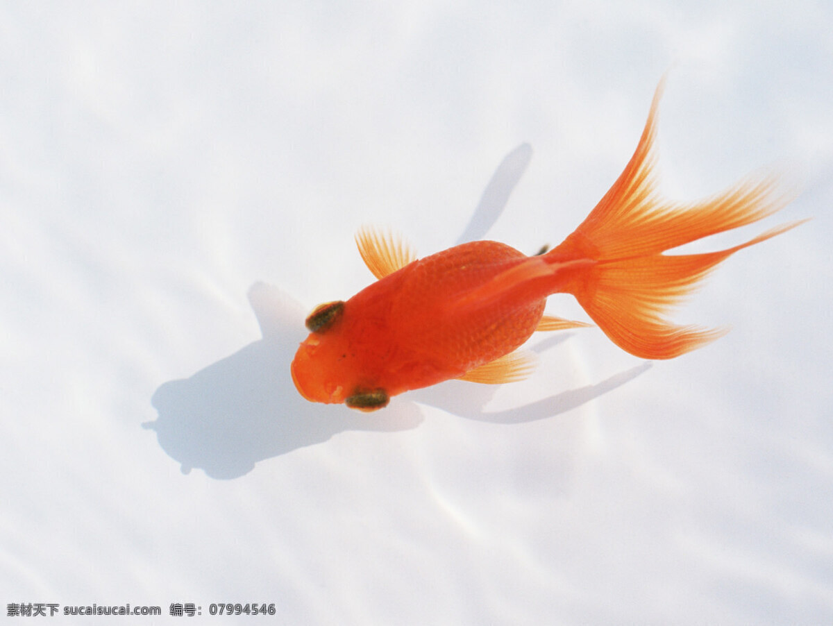 动物摄影 动物世界 摄影图 生物世界 小金鱼 鱼缸 可爱 图片专辑