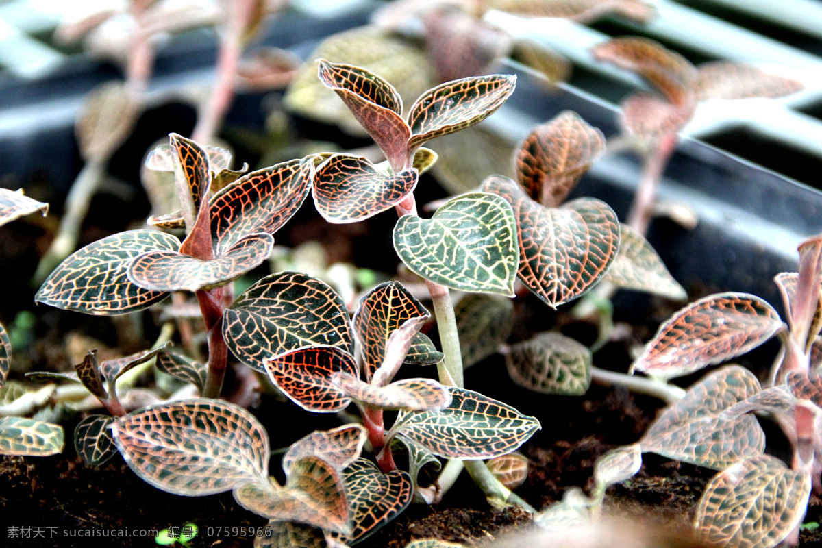 金线莲 药用植物 叶脉美丽 长势喜人 大棚种植i 药用植物i 花草 生物世界