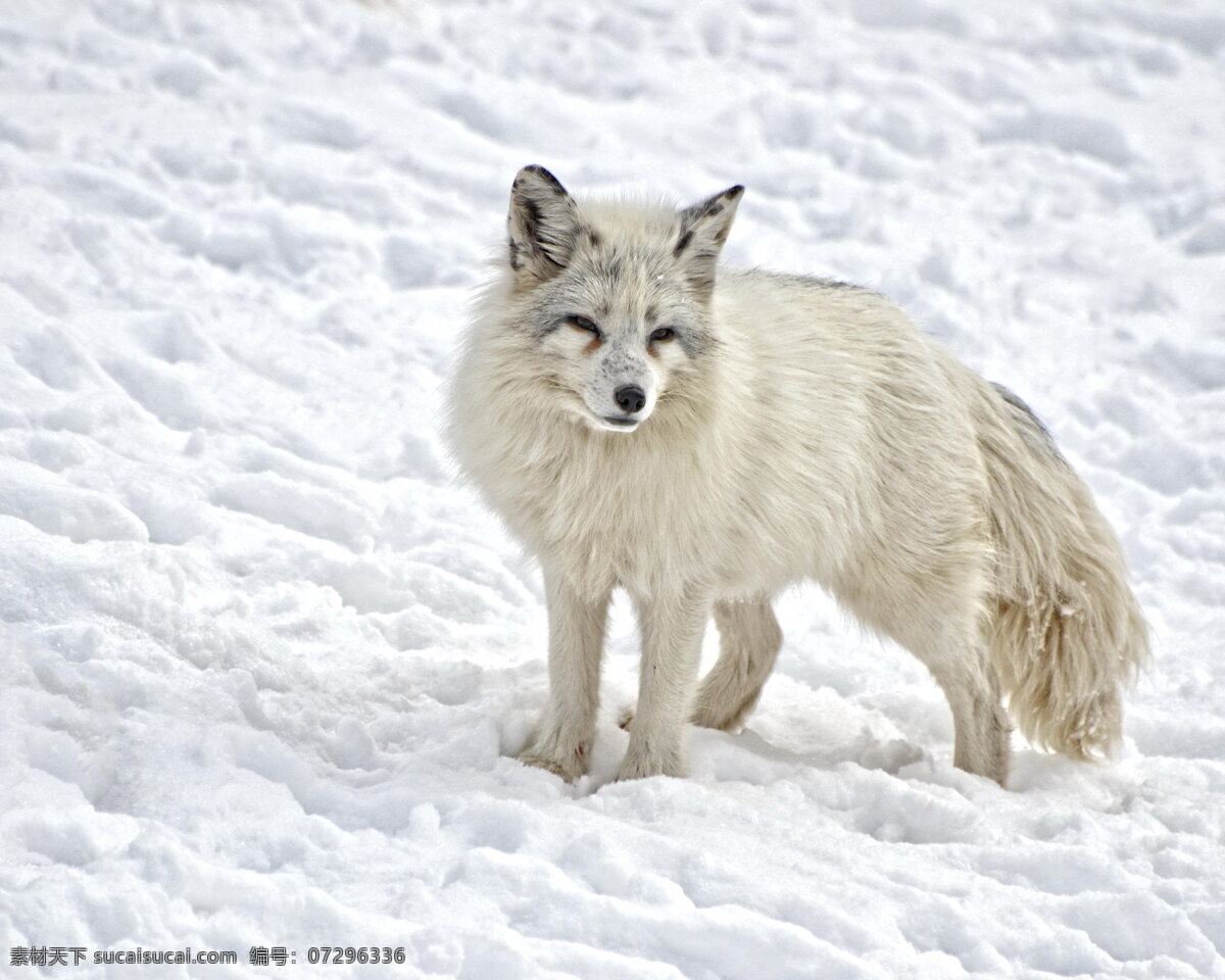 高清 北极狐 白狐 狐狸 保护动物 雪地