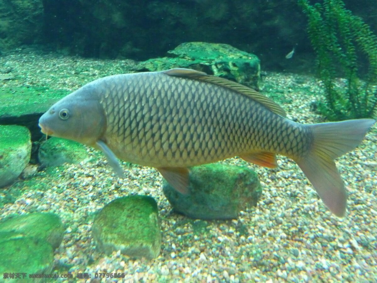 鲫鱼 小鲫鱼 红烧鲫鱼 鲫鱼汤 野生鲫鱼 小鱼苗 小鱼 鲸鱼 生物世界 鱼类