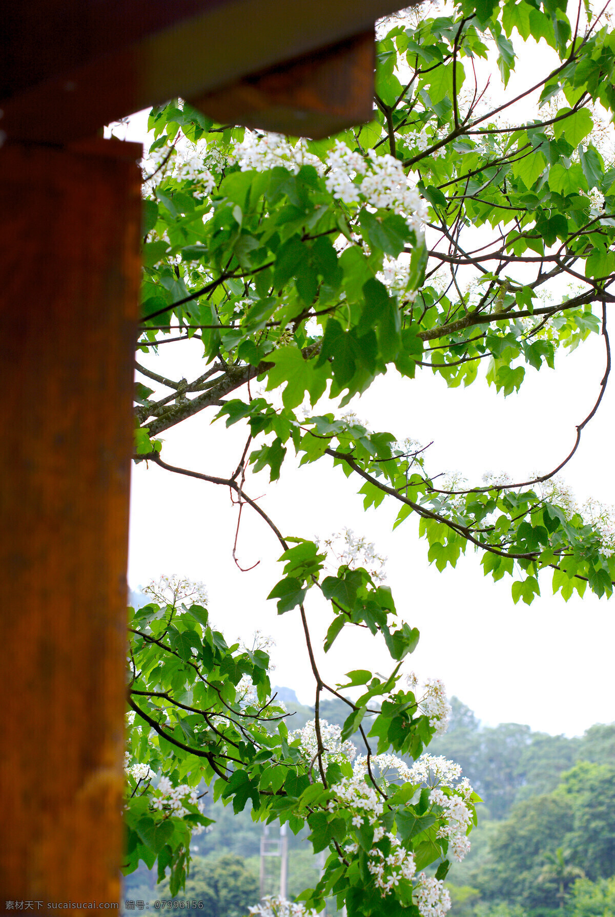 白色 純 淨 花 花朵 花卉 鲜花 白色純淨花 繁花似景 风景 生活 旅游餐饮