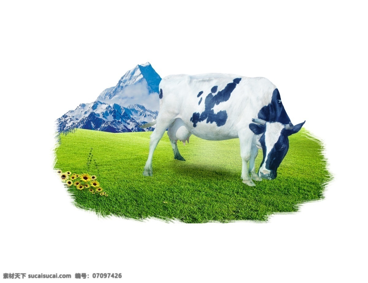 奶牛草地图案 奶牛 牛奶 草地 雪山 自然 新西兰 牧场 黄金奶源地