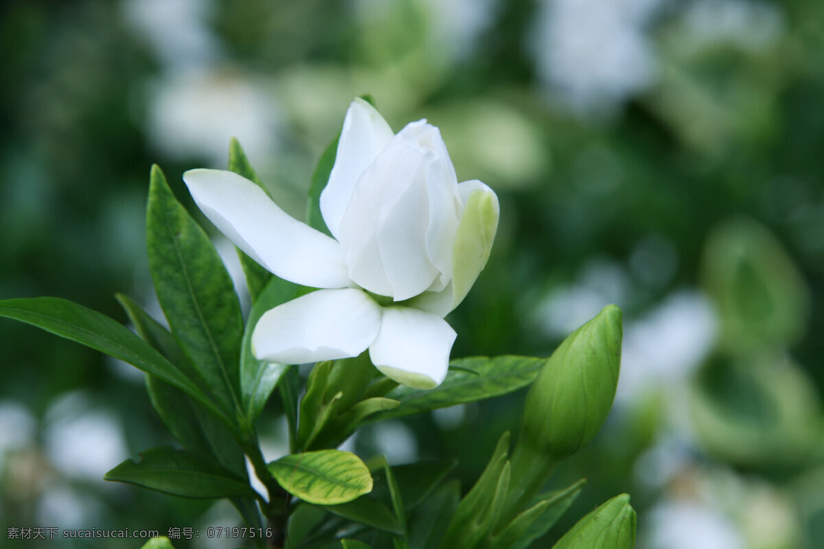 栀子花 花草 生物世界