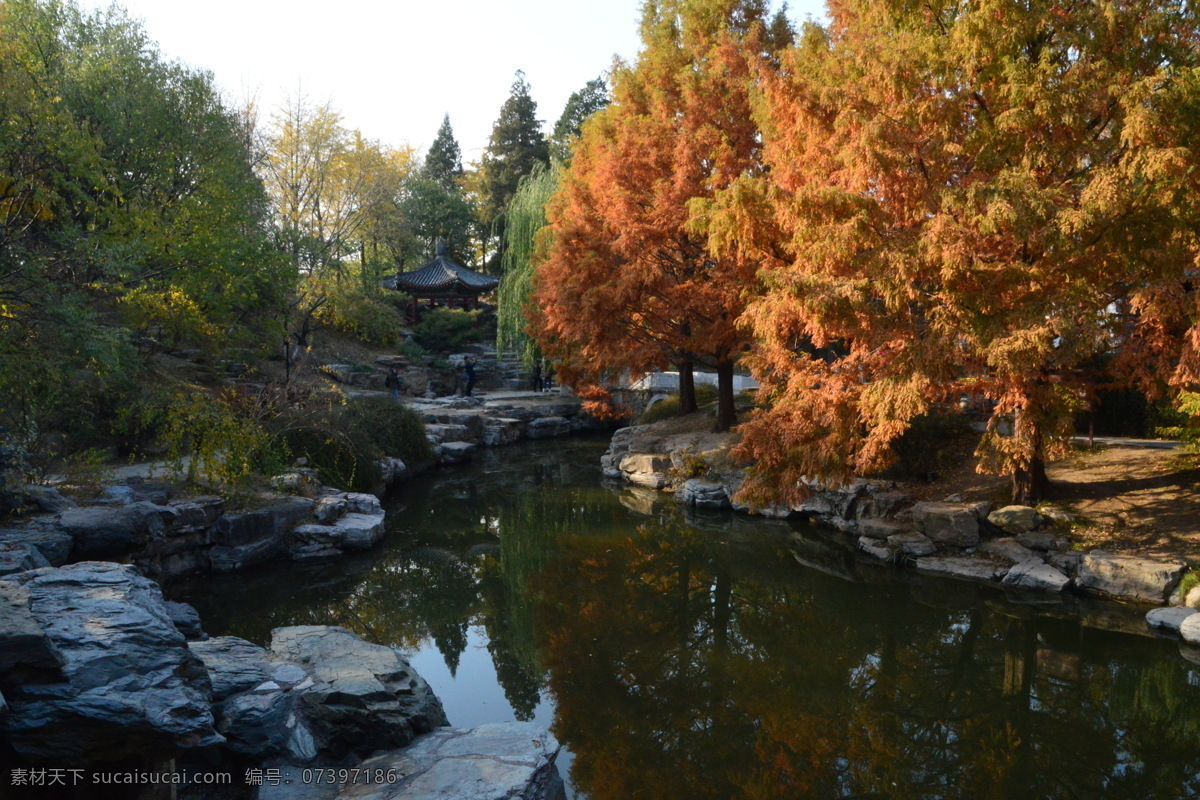 金秋水杉叶 中山公园秋韵 红叶 彩叶 水杉树 水桫树 中山公园风景 中山公园美景 园林美景 公园美景 园林风景 园林景观 园林 植物 花草 绿化景观 生物世界 树木树叶