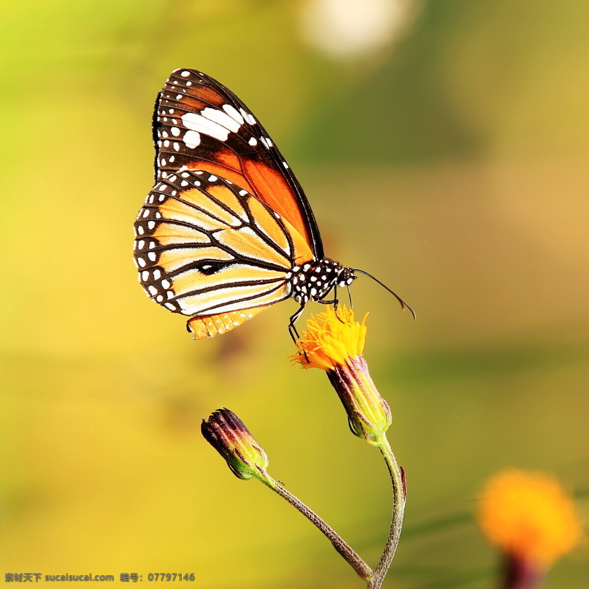 采 花蜜 蝴蝶 彩色蝴蝶 美丽蝴蝶 昆虫 动物 野生动物 生物世界 动物摄影 昆虫世界