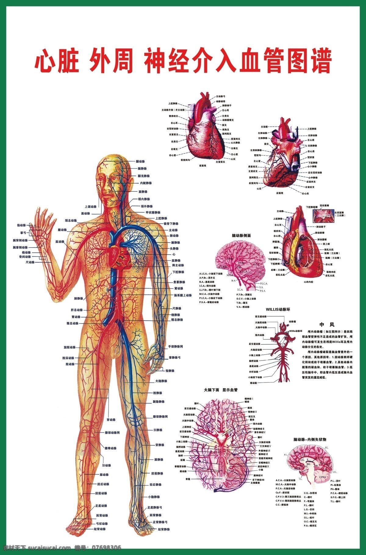 心脏 神经 介入 血管 图 扫描图 人体血管分布 心脏血管分布 大脑血管分布 中风 人体挂图 我的东东 分层