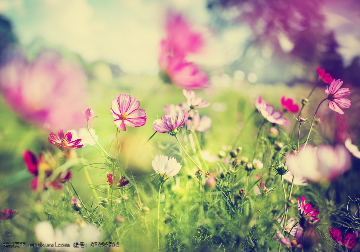 美丽鲜花风景 美丽鲜花 漂亮花朵 花卉 鲜花摄影 美丽风景 美丽景色 美景 花草树木 生物世界 黄色