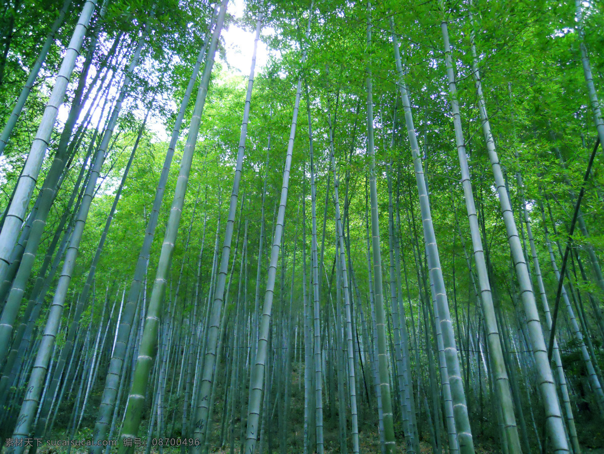 五泄瀑布 竹林 绿色 竹子 树木树叶 生物世界