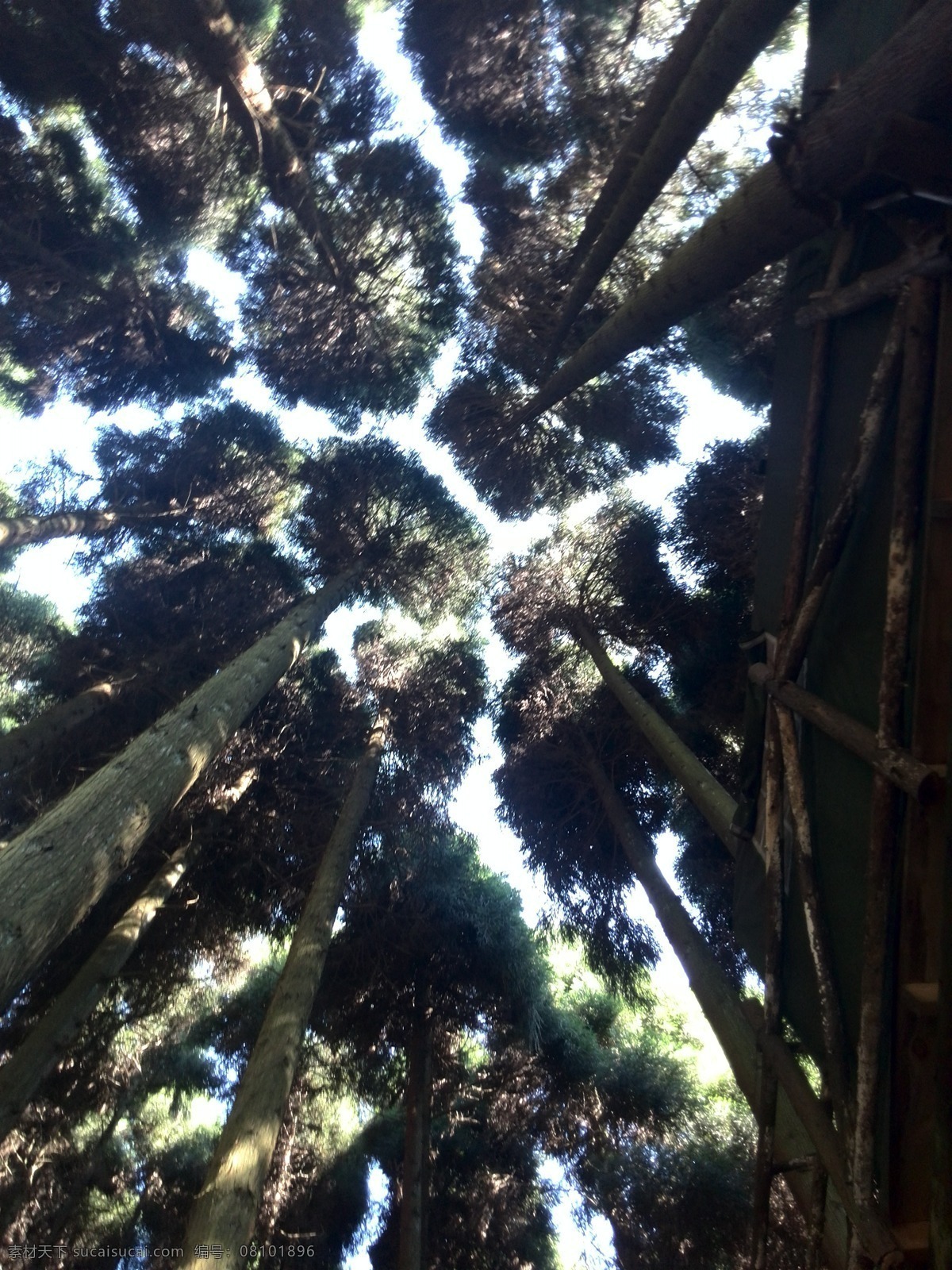 武陵山 国家森林公园 林间 天空 旅游风景 生物世界 树木树叶
