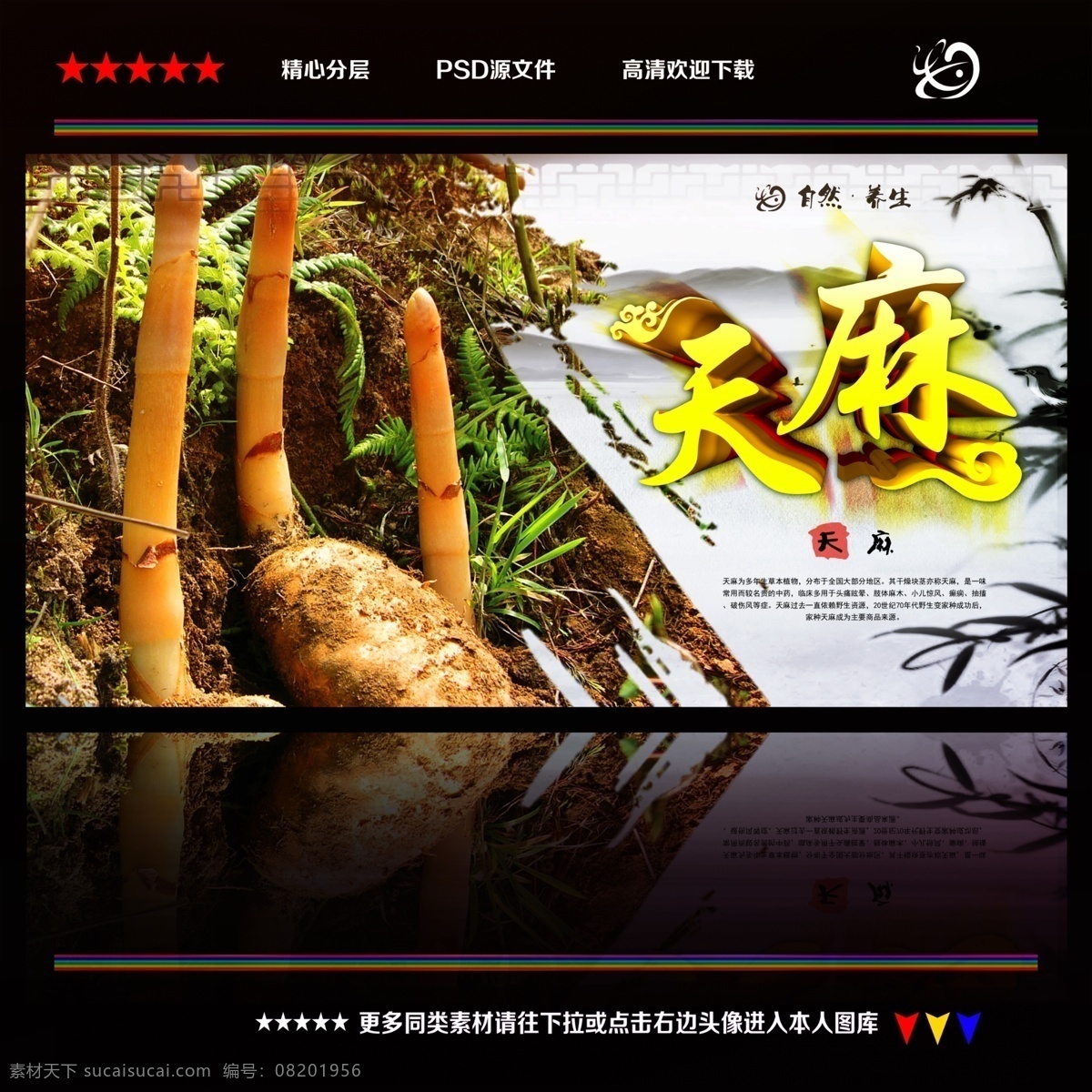 天麻 中国风 野生天麻 天麻包装 天麻炖乳鸽 天麻户外海报 云昭天麻 中药材天麻 天麻图片 天麻展板 天麻画册 天麻宣传单 天麻枸杞 中药天麻 补品天麻 天麻鸡汤 天麻海报 天麻中药 中药黄芩 中药枸杞 中药灵芝 传统中药 天麻专卖店 西洋参 中医 中医药