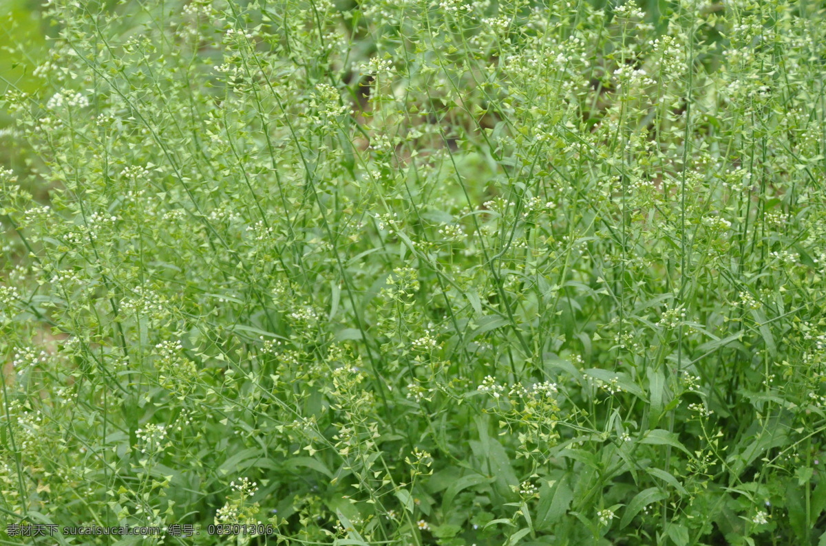 荠菜花 一片绿油油 野花 花 春天 原生态 绿色 小白花 春天的气息 自然风景 自然景观