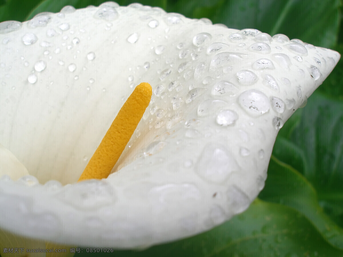 高清 百合 素材图片 水滴 水珠 鲜花 花朵 底纹背景 花草树木 花木场 生物世界